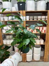 Load image into Gallery viewer, Ficus benjamina 6" - Weeping Fig