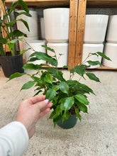 Load image into Gallery viewer, Ficus benjamina 6" - Weeping Fig