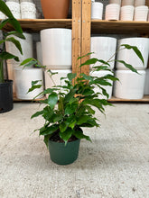 Load image into Gallery viewer, Ficus benjamina 6" - Weeping Fig