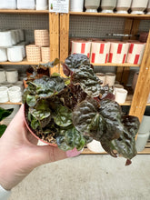 Load image into Gallery viewer, Peperomia Harmony's Midnight Wave 4"