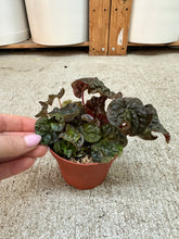 Load image into Gallery viewer, Peperomia Harmony's Midnight Wave 4"
