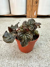 Load image into Gallery viewer, Peperomia Harmony's Midnight Wave 4"