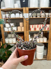 Load image into Gallery viewer, Ceropegia Woodii Variegata  4" - Heart Topiary Variegated String of Hearts