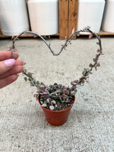 Load image into Gallery viewer, Ceropegia Woodii Variegata  4" - Heart Topiary Variegated String of Hearts