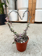 Load image into Gallery viewer, Ceropegia Woodii Variegata  4" - Heart Topiary Variegated String of Hearts