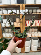 Load image into Gallery viewer, Ceropegia Woodii 4" - Heart Topiary String of Hearts