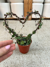 Load image into Gallery viewer, Ceropegia Woodii 4" - Heart Topiary String of Hearts
