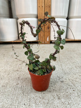 Load image into Gallery viewer, Ceropegia Woodii 4" - Heart Topiary String of Hearts