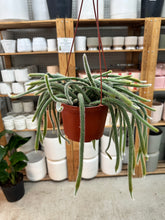 Load image into Gallery viewer, Aporocactus flagelliformis 6" - Rat Tail Cactus