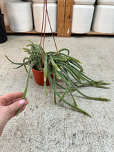 Load image into Gallery viewer, Aporocactus flagelliformis 6" - Rat Tail Cactus