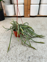 Load image into Gallery viewer, Aporocactus flagelliformis 6" - Rat Tail Cactus