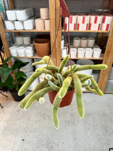 Load image into Gallery viewer, Cleistocactus winteri 6" - Golden Rat Tail Cactus