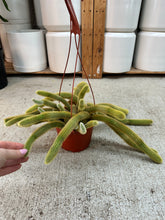 Load image into Gallery viewer, Cleistocactus winteri 6" - Golden Rat Tail Cactus