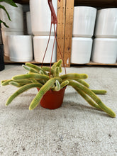 Load image into Gallery viewer, Cleistocactus winteri 6" - Golden Rat Tail Cactus