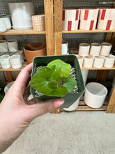 Load image into Gallery viewer, Dioscorea elephantipes 4" - Elephant's Foot