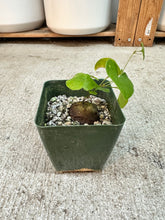 Load image into Gallery viewer, Dioscorea elephantipes 4" - Elephant's Foot