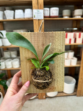 Load image into Gallery viewer, Platycerium sp. mounted - Mounted Staghorn Fern