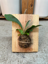 Load image into Gallery viewer, Platycerium sp. mounted - Mounted Staghorn Fern