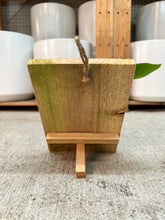 Load image into Gallery viewer, Platycerium sp. mounted - Mounted Staghorn Fern