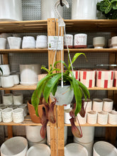 Load image into Gallery viewer, Nepenthes Alata 6"HB - Pitcher Plant