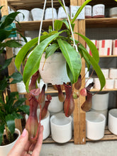 Load image into Gallery viewer, Nepenthes Alata 6"HB - Pitcher Plant