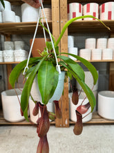 Load image into Gallery viewer, Nepenthes Alata 6"HB - Pitcher Plant