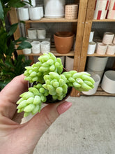 Load image into Gallery viewer, Sedum morganianum 2" - Donkey Tail Sedum