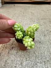 Load image into Gallery viewer, Sedum morganianum 2" - Donkey Tail Sedum
