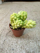 Load image into Gallery viewer, Sedum morganianum 2" - Donkey Tail Sedum