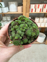 Load image into Gallery viewer, Monanthes polyphylla 3"