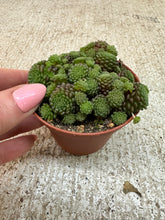 Load image into Gallery viewer, Monanthes polyphylla 3"