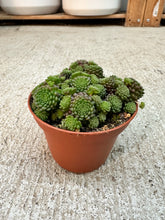Load image into Gallery viewer, Monanthes polyphylla 3"