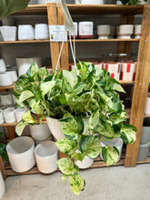 Load image into Gallery viewer, Epipremnum aureum 'Manjula Compacta' 8" HB - Pothos