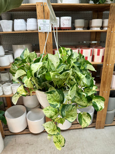 pothos manjula vs marble queen Epipremnum aureum 'Manjula Compacta' 8" HB