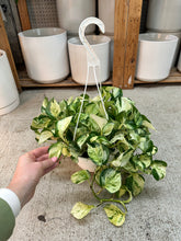 Load image into Gallery viewer, Epipremnum aureum 'Manjula Compacta' 8" HB - Pothos