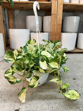 Load image into Gallery viewer, Epipremnum aureum 'Manjula Compacta' 8" HB - Pothos