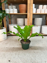 Load image into Gallery viewer, Asplenium nidus 8" - Bird's Nest Fern