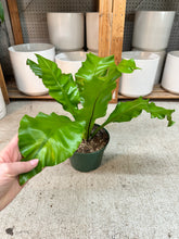 Load image into Gallery viewer, Asplenium nidus 8" - Bird's Nest Fern
