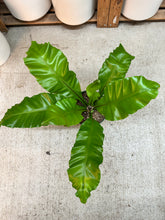 Load image into Gallery viewer, Asplenium nidus 8" - Bird's Nest Fern