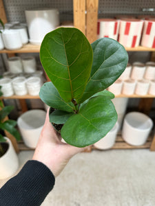 little fiddle leaf fig tree Ficus Lyrata 'Little Fiddle'