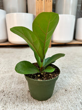 Load image into Gallery viewer, Ficus lyrata Little Fiddle 4" - Dwarf Fiddle Leaf Fig
