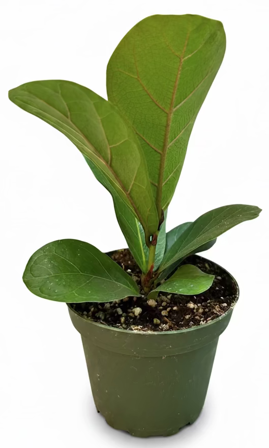 Little Fiddle Ficus lyrata Little Fiddle 4