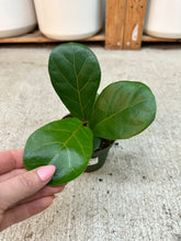 Load image into Gallery viewer, Ficus lyrata Little Fiddle 4" - Dwarf Fiddle Leaf Fig