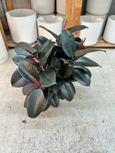 Load image into Gallery viewer, Ficus decora 'Burgundy' 6" - Burgundy Rubber Tree