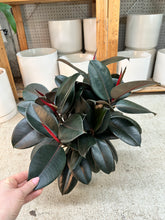 Load image into Gallery viewer, Ficus decora 'Burgundy' 6" - Burgundy Rubber Tree