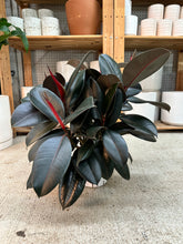 Load image into Gallery viewer, Ficus decora 'Burgundy' 6" - Burgundy Rubber Tree