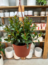 Load image into Gallery viewer, Nematanthus 'Black Gold' 6" - Goldfish Plant