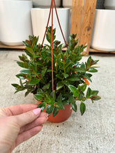 Load image into Gallery viewer, Nematanthus 'Black Gold' 6" - Goldfish Plant