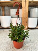 Load image into Gallery viewer, Nematanthus 'Black Gold' 6" - Goldfish Plant