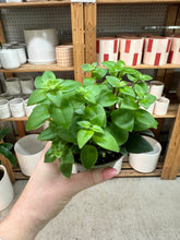 Load image into Gallery viewer, Aeschynanthus sp. 4" - Lipstick Plant
